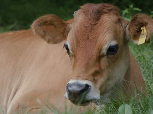 牛のゲップが地球温暖化⁉
