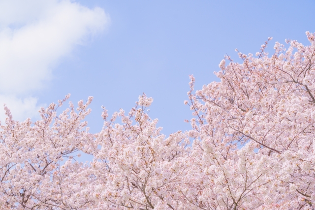 春、桜の季節